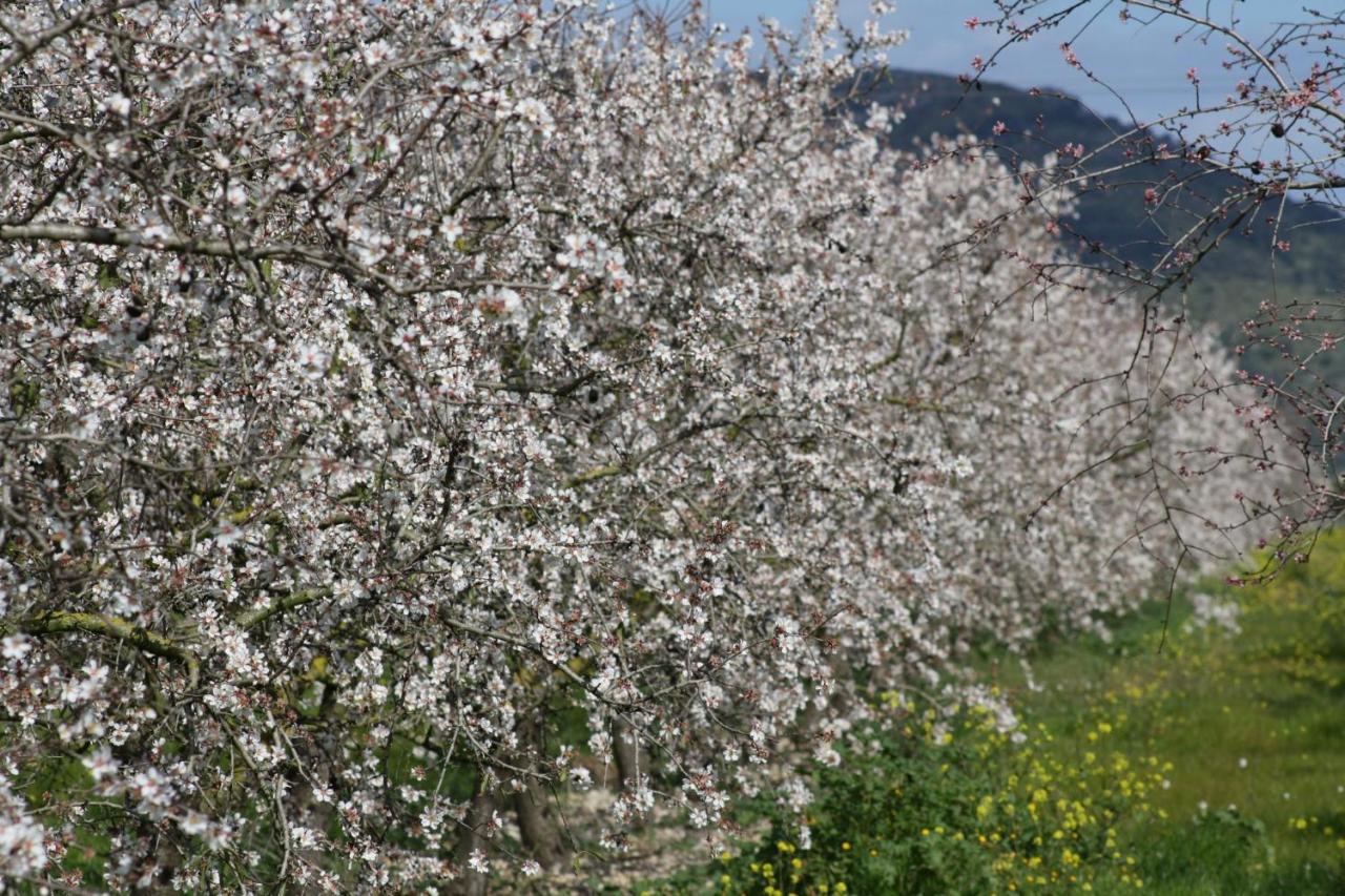 108 Finca Son Morey Tarongers Etv14340 By Mallorca Charme Can Picafort  Luaran gambar